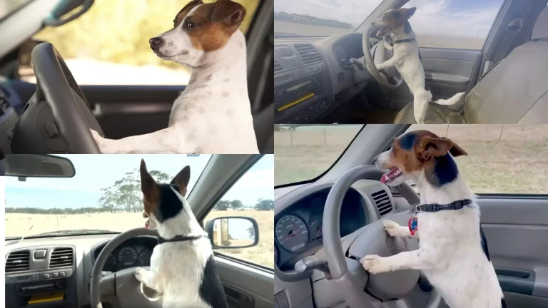 Dog driving gifs